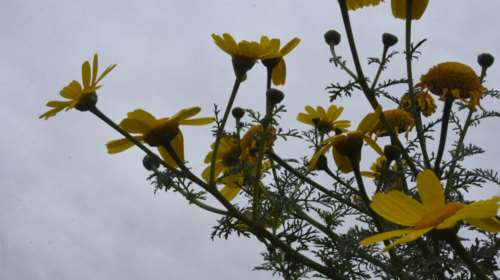 Καιρός: Μικρή άνοδος της θερμοκρασίας και αφρικανική σκόνη - Πού θα σημειωθούν βροχές