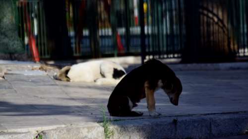 Κακοποίηση ζώων: 140 συλλήψεις σε ένα πεντάμηνο - Συγγνώμη με καθυστέρηση για το γατάκι στην Αιδηψώ