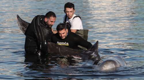 Τι είναι ο ζιφιός: Tο σπάνιο προστατευόμενο είδος φάλαινας που εντοπίστηκε στην παραλία του Αλίμου [εικόνες]