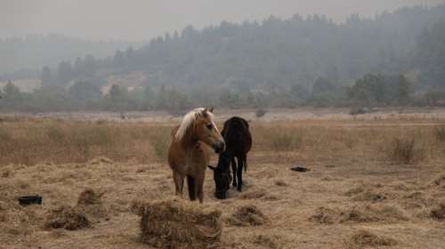 Ομόφωνα ένοχος ο ιδιοκτήτης του χώρου με τα κακοποιημένα άλογα στον Ασπρόπυργο