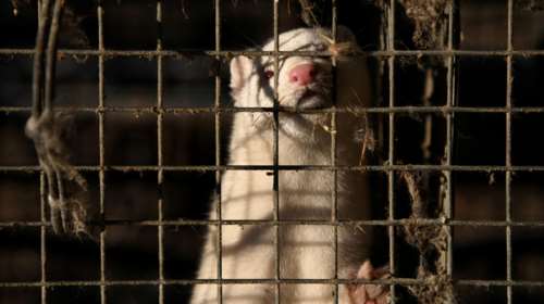 Μηδενική η διασπορά κορονοϊού σε φάρμες βιζόν στη Δυτική Μακεδονία - Νέα τεστ