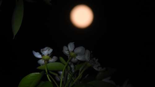 Ροζ Φεγγάρι: Απόψε και αύριο η πρώτη υπερπανσέληνος του 2021 - Πιο κοντά στη Γη