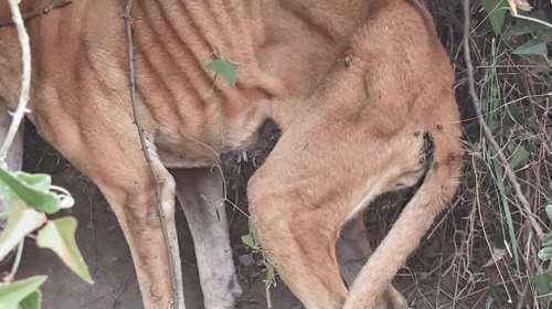 Φρίκη: Κρέμασαν ζωντανό σκύλο - Ηταν σκελετωμένος [εικόνες]