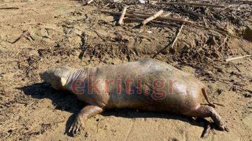 Σοκ στη Χερσόνησο Κρήτης: Ένα απόκοσμο πλάσμα ξέβρασε ο ποταμός [βίντεο]