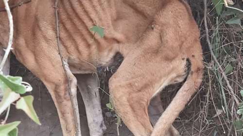 Κτηνωδία στην Κερατέα: Πέθανε το σκυλάκι που βρέθηκε κρεμασμένο - Ηταν εκεί πάνω από 10 ημέρες