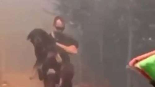 Φωτιά στην Αττική: Αστυνομικοί διασώζουν σκύλο που κινδύνευε να καεί ζωντανός και ηλικιωμένο σε αναπηρικό καροτσάκι [βίντεο]