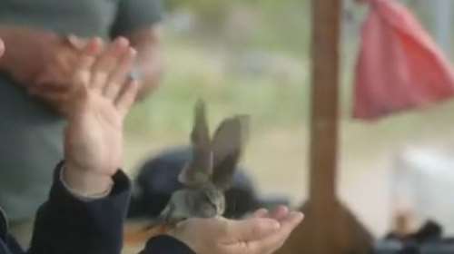 Τα Αντικύθηρα σταθμός ζωής για τα μεταναστευτικά πουλιά