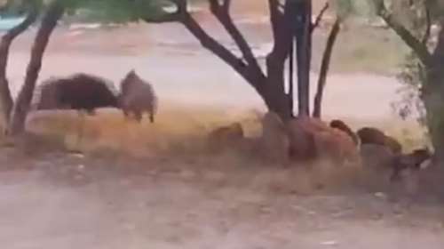 Θεσσαλονίκη: Αγριογούρουνα στη Θέρμη τσακώνονται μπροστά σε αυλές σπιτιών [βίντεο]