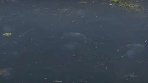 Αμέτρητες λευκές μέδουσες και σκουπίδια εμφανίστηκαν στον Θερμαϊκό [βίντεο]