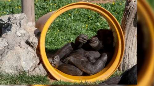 Τρόμος στο Αττικό Ζωολογικό Πάρκο: Θανάτωσαν αφηνιασμένο χιμπατζή που το έσκασε από το κλουβί