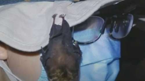 Κίνα: Το βίντεο με τις νυχτερίδες στο εργαστήριο της Γουχάν, που πυροδότησε νέες θεωρίες για την προέλευση του κορονοϊού