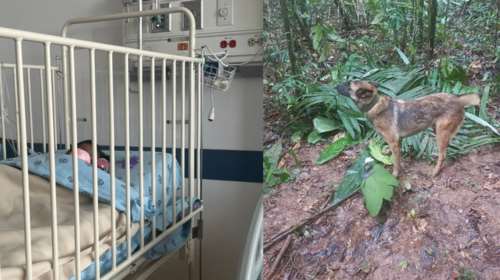 Παγκόσμια συγκίνηση για τα τέσσερα παιδιά που επιβίωσαν στη ζούγκλα του Αμαζονίου - Χάθηκε το λυκόσκυλο που εντόπισε τα παιδιά