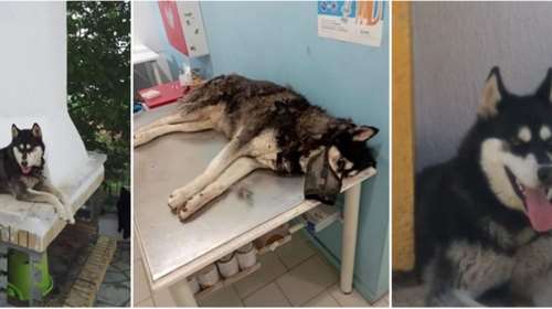 Αράχωβα: &quot;Πολιτική εντολή άνωθεν να κλείσει η υπόθεση του χάσκι&quot;, καταγγέλλει η πρόεδρος της Πανελλήνιας Ομοσπονδίας Νέμεσις