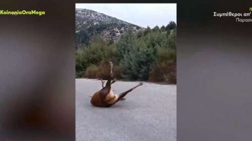 Πάρνηθα: Δικαιολογίες του δασαρχείου για το ελάφι που σπάραζε επί τρεις μέρες στη μέση του δρόμου