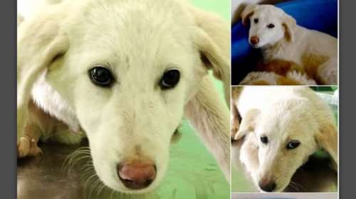 Ο Τουλούζ και η Αμάντα: Τσοπανάκια, με "αίμα" λαμπραντόρ, άσπρα άσπρα σαν αρνάκια