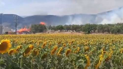 Συναγερμός στις Σέρρες: Μεγάλη φωτιά σε εργοστάσιο ξυλείας στο Νέο Σούλι [βίντεο]