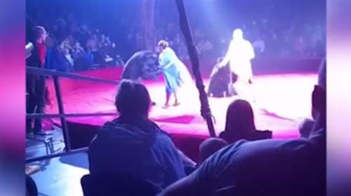 Τρόμος σε τσίρκο στη Ρωσία: Η στιγμή που αρκούδα επιτίθεται σε έγκυο θηριοδαμάστρια [βίντεο]