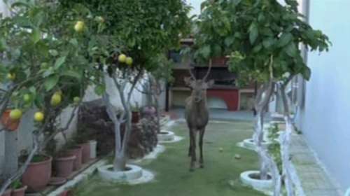 Ελάφι εγκλωβίστηκε μέσα σε αυλή σπιτιού στο Μενίδι [εικόνες]