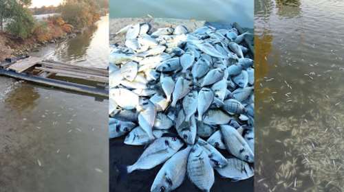 Σοκαριστική εικόνα με χιλιάδες νεκρά ψάρια στο Δρέπανο Ηγουμενίτσας