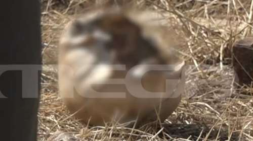 Μακάβριο εύρημα στα Βίλια: Βρέθηκε ανθρώπινο κρανίο σε αποθήκη σε καμένη περιοχή [Βίντεο]