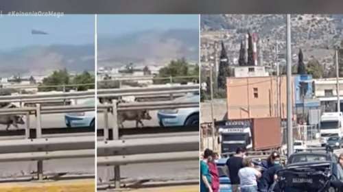 Αγριογούρουνο προκάλεσε σοβαρό τροχαίο στην εθνική οδό Αθηνών - Κορίνθου  [βίντεο]