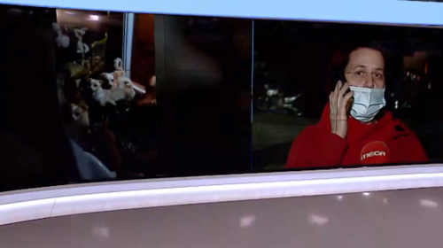 Πάτρα: &quot;Έχω τρελαθεί, δεν μπορώ να πληρώσω πρόστιμο 76.600 ευρώ &quot; - Τι λέει η γυναίκα με τους 53 σκύλους