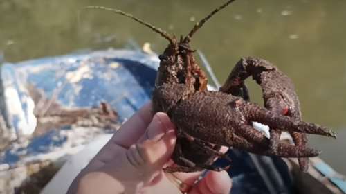 Γέμισε καραβίδες και καβούρια ο Πηνειός - Βίντεο με ψαράδες της περιοχής