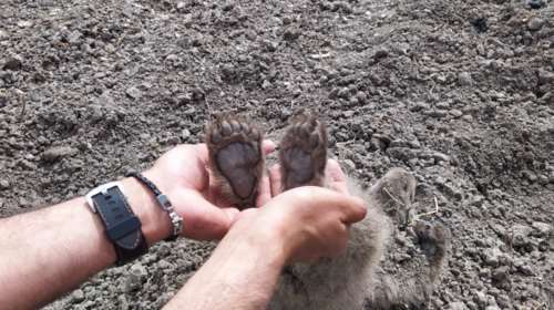 Συνέβη στην Καστοριά! Αρκούδα έθαψε τα μωρά της σε αγρόκτημα ύστερα από δυστύχημα