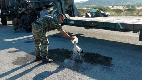 Συγκινητικές στιγμές στη Λέσβο: Στρατιώτες δροσίζουν πελεκάνο με εγκαύματα στα πόδια