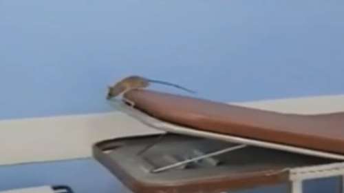 Απίστευτο: Βίντεο δείχνει ποντίκι να κόβει βόλτες στα εξωτερικά ιατρεία νοσοκομείου της Αθήνας