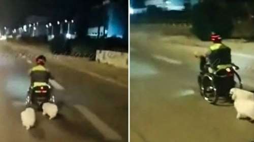 Τροχαίο στη Βάρκιζα: Βίντεο δείχνει τον 40χρονο με αναπηρικό αμαξίδιο και τα δύο σκυλάκια του - Τον σκότωσε 87χρονος οδηγός