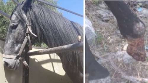 Φρίκη στην Κρήτη: Σύλληψη και πρόστιμο 30.000 ευρώ σε άνδρα που κακοποιούσε άλογο