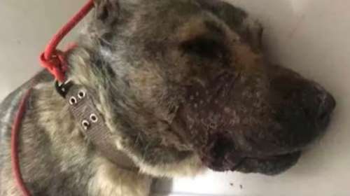 Φρίκη και αποτροπιασμός στο Χορευτό: Πυροβόλησαν εξ επαφής σκύλο στο στόμα