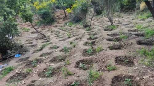 Χασισοφυτεία &quot;μαμούθ&quot; στην Εύβοια με 1.061 δενδρύλλια κάνναβης