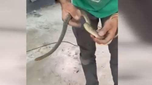 Θεσσαλονίκη: Φίδι ενός μέτρου εγκλωβίστηκε σε ρεζερβουάρ αυτοκινήτου - Απίστευτο βίντεο