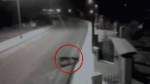 Μικρό Μοναστήρι: Βίντεο σοκ - Πεινασμένος λύκος κατασπαράζει σκύλο στη μέση του δρόμου