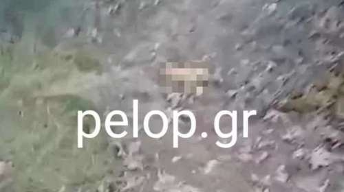 Φρίκη στα Καλάβρυτα: Δεκάδες ζώα εντοπίστηκαν νεκρά [εικόνες]