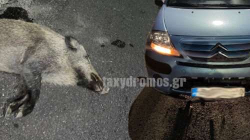 Εκαναν μετωπική με αγριογούρουνο: Τρόμος για ζευγάρι στον Βόλο με το ΙΧ τους