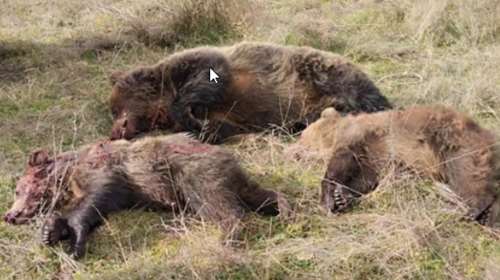 Ο Άρειος Πάγος εποπτεύει τις έρευνες για τη θανάτωση αρκούδων στη Βόρεια Ελλάδα