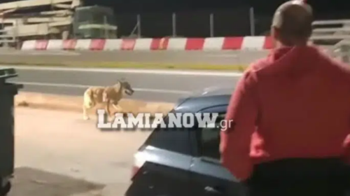 Απίστευτο: Λύκος εμφανίστηκε στο λιμάνι του Αγίου Κωνσταντίνου μέσα στον κόσμο [εικόνες - βίντεο]