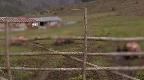 Φρίκη με νεκρά και τεμαχισμένα άλογα στα Γρεβενά: &quot;Ούτε τα αγρίμια τέτοιο μακελειό&quot;, λέει ο ιδιοκτήτης τους