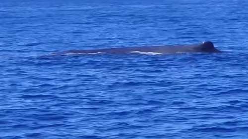 Εντυπωσιακό θέαμα στη Ζάκυνθο: Ιστιοπλοϊκό συνάντησε φάλαινα φυσητήρα [βίντεο]