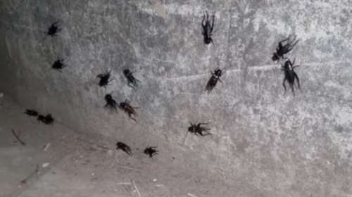 Τρίκαλα: Επιδρομή από τριζόνια προκαλεί ανησυχία στους κατοίκους [εικόνες]