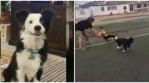 Μύκονος: Viral η Diva, ο σκύλος &quot;φαινόμενο&quot; που υπακούει σε κάθε εντολή - Βάζει γκολ με... κεφαλιές [βίντεο]