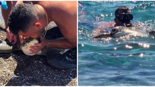 Ρόδος: Συγκινητική διάσωση εγκλωβισμένης χελώνας - Δύτης της έκανε τεχνητή αναπνοή [Βίντεο]
