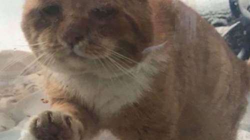 Ο μελαγχολικός γάτος που συγκίνησε το διαδίκτυο- Χτύπησε παράθυρο σπιτιού ζητώντας ζεστασιά [εικόνες]