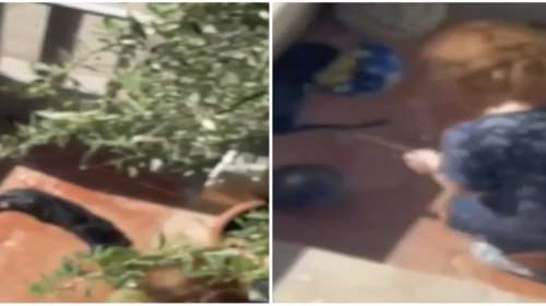 Φρίκη στη Νίκαια: Ηλικιωμένη κακοποιεί ετοιμοθάνατη γάτα που μπήκε στην αυλή της - Νωρίτερα της είχε ρίξει φόλα [βίντεο]