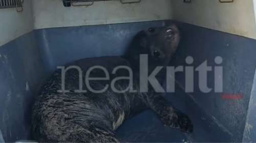 Κρήτη: Διασώθηκε φώκια μωρό μόλις 10 ημερών - Εχασε τη μητέρα του [βίντεο]