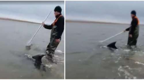 Αστυνομικοί διέσωσαν δελφίνι στον Έβρο - Η συγκινητική ανάρτηση του Τάκη Θεοδωρικάκου [βίντεο]
