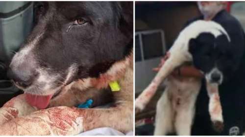 Κτηνωδία στην Πάτρα: Έσερνε τον σκύλο του με το αυτοκίνητο  - &#39;&#39;Καμπάνα&#39;&#39; 30.300 ευρώ στον ασυνείδητο ιδιοκτήτη